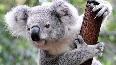 koala-background