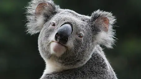 koala-background