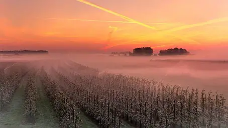 vineyard-background