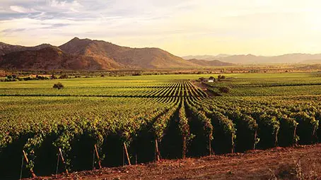 vineyard-background