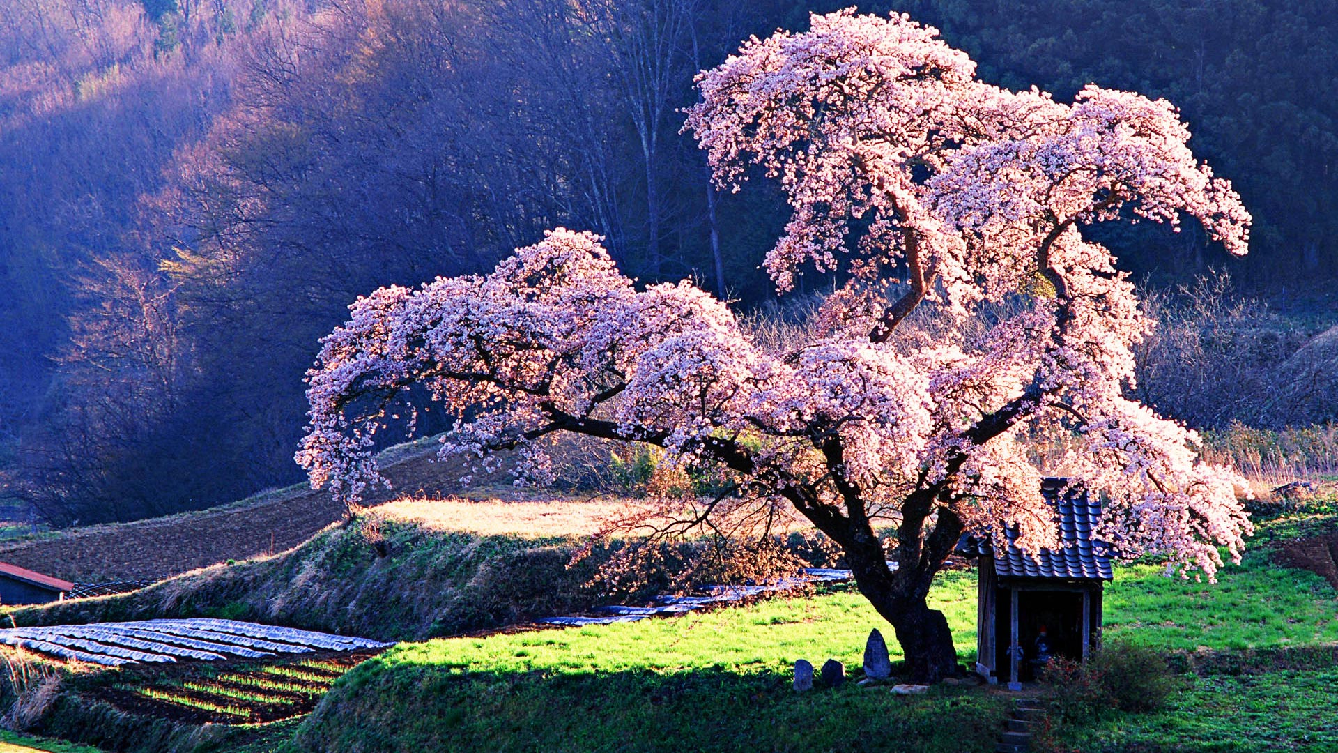 Cherry Blossom Theme for Windows 10  8  7